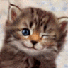 http://www.jellymuffin.com/icons/cats/images/icon020.gif