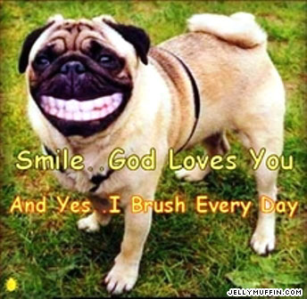 godlovesyoupitbullfunny.jpg