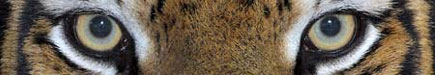 Tiger-Eyes.jpg