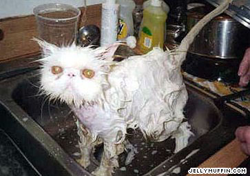 wetcat.jpg