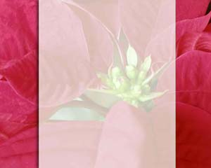 Poinsettia Layout